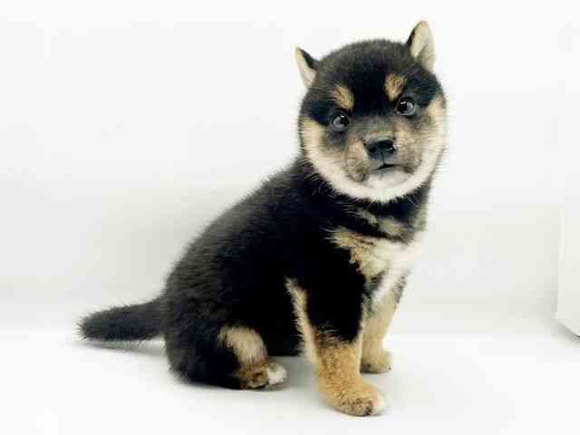 兵庫県の柴犬(標準サイズ) (ひごペットフレンドリーコロワ甲子園店/2025年4月26日生まれ/男の子/黒)の子犬の3枚目の画像