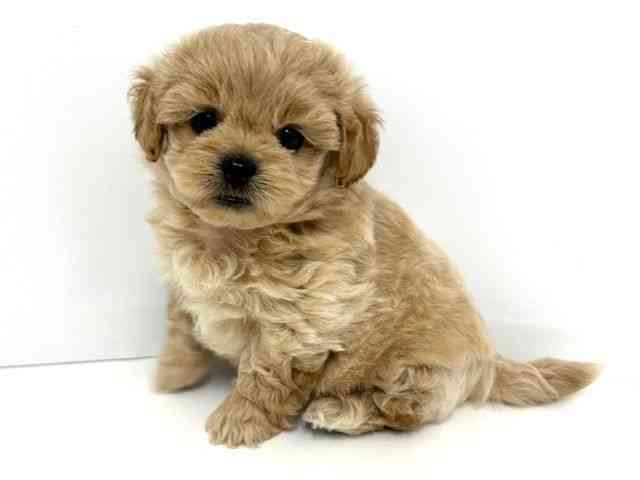 大阪府のハーフ犬・ミックス犬 (ひごペットフレンドリーベルファ2都島店/2025年4月27日生まれ/女の子/クリーム)の子犬の3枚目の画像
