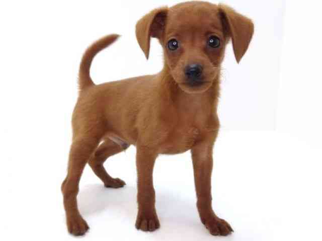 大阪府のハーフ犬・ミックス犬 (ひごペットフレンドリーいこらもーる泉佐野店/2025年4月26日生まれ/男の子/レッド)の子犬の3枚目の画像