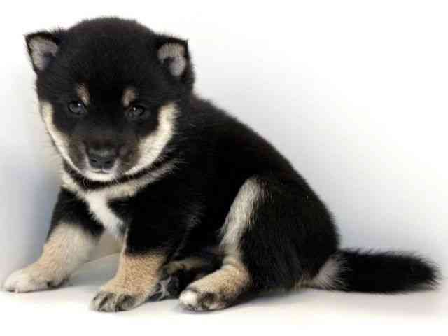 兵庫県の柴犬(標準サイズ) (ひごペットフレンドリーイトーヨーカドー明石店/2025年4月29日生まれ/女の子/黒)の子犬の3枚目の画像