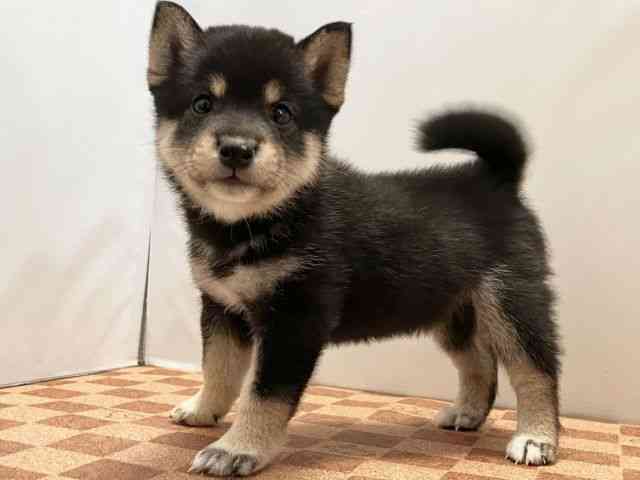 愛媛県の柴犬(標準サイズ) (ひごペットフレンドリーエミフルMASAKI店/2025年4月28日生まれ/男の子/黒)の子犬の3枚目の画像