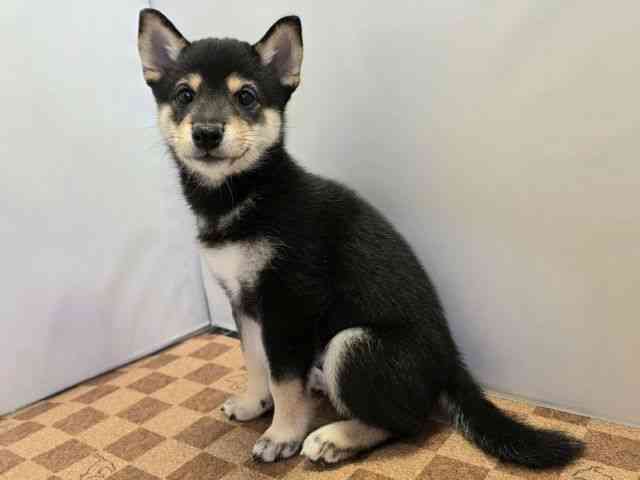 愛媛県の柴犬(標準サイズ) (ひごペットフレンドリーエミフルMASAKI店/2025年4月28日生まれ/男の子/黒)の子犬の3枚目の画像