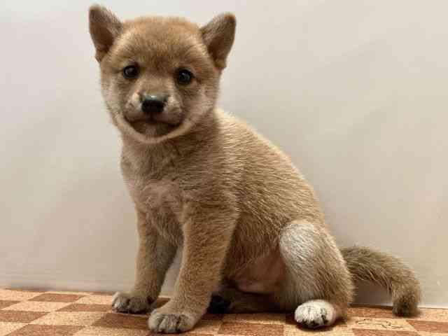 愛媛県の柴犬(標準サイズ) (ひごペットフレンドリーエミフルMASAKI店/2025年4月27日生まれ/男の子/赤)の子犬の3枚目の画像