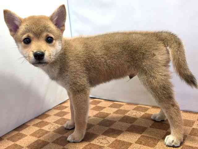 愛媛県の柴犬(標準サイズ) (ひごペットフレンドリーエミフルMASAKI店/2025年4月27日生まれ/男の子/赤)の子犬の3枚目の画像