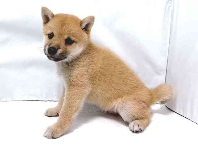 大阪府の柴犬(標準サイズ) (ひごペットフレンドリー堺プラットプラット店/2025年4月27日生まれ/男の子/赤)の子犬の3枚目の画像