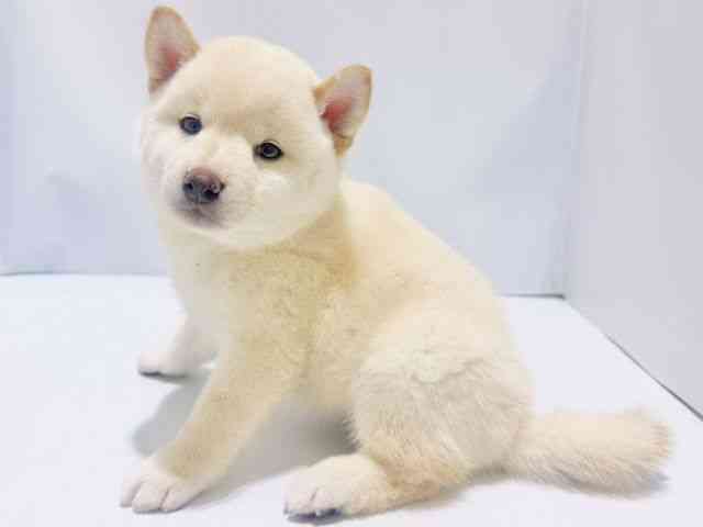 大阪府の柴犬(標準サイズ) (ひごペットフレンドリーイズミヤショッピングセンター千里丘店/2025年5月2日生まれ/女の子/白)の子犬の3枚目の画像