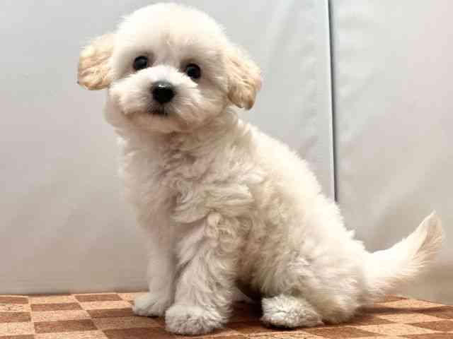 愛媛県のハーフ犬・ミックス犬 (ひごペットフレンドリーエミフルMASAKI店/2025年5月4日生まれ/女の子/クリーム)の子犬の3枚目の画像