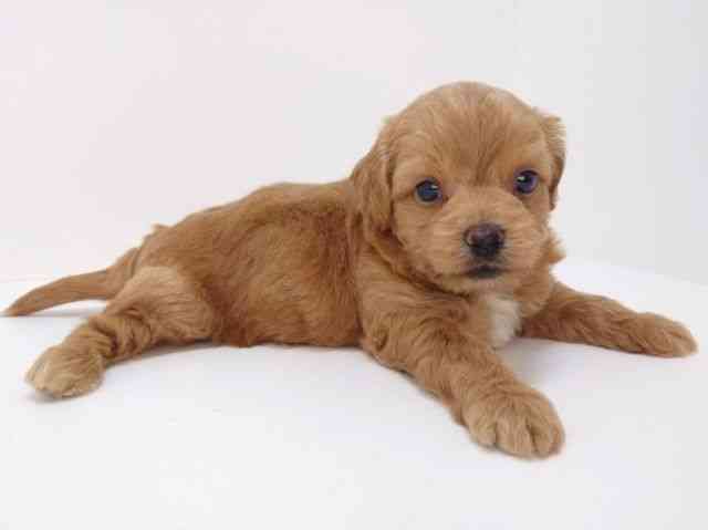 大阪府のハーフ犬・ミックス犬 (ひごペットフレンドリーいこらもーる泉佐野店/2025年5月10日生まれ/男の子/クリーム)の子犬の3枚目の画像