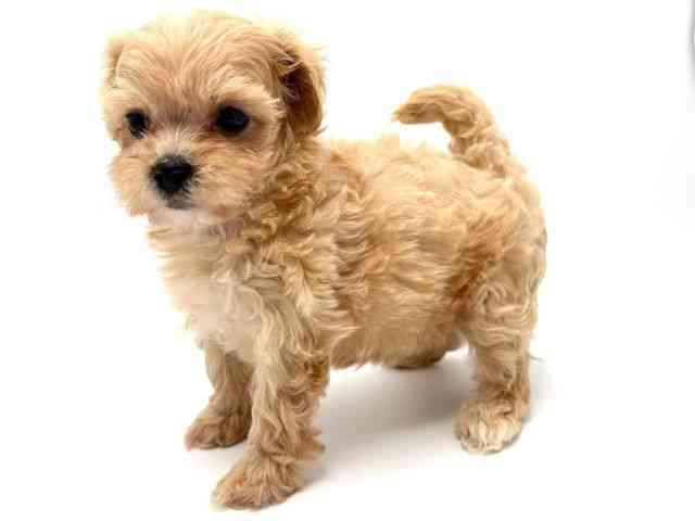 大阪府のハーフ犬・ミックス犬 (ひごペットフレンドリーみのおキューズモール店/2025年5月10日生まれ/女の子/クリーム)の子犬の3枚目の画像