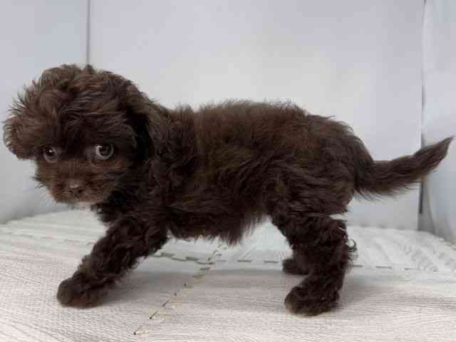島根県のハーフ犬・ミックス犬 (ひごペットフレンドリーイオンモール出雲店/2025年5月9日生まれ/女の子/チョコレート)の子犬の3枚目の画像