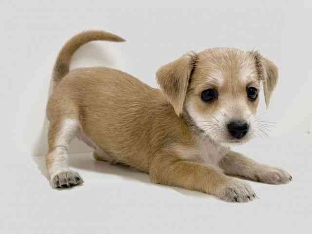 奈良県のハーフ犬・ミックス犬 (ひごペットフレンドリーイオンモール橿原ウエストビレッジ店/2025年5月10日生まれ/女の子/レッド)の子犬の3枚目の画像