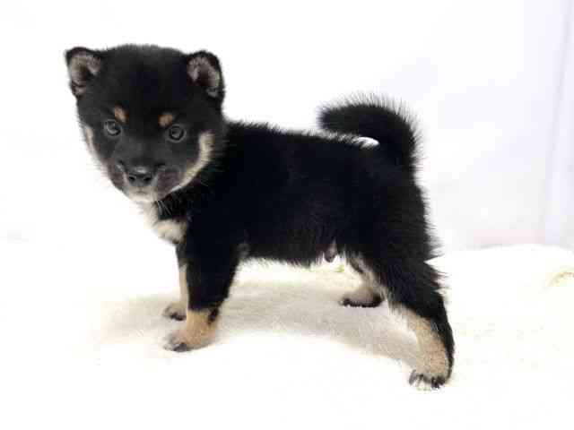 広島県の柴犬(標準サイズ) (ひごペットフレンドリーゆめタウン廿日市店/2025年5月12日生まれ/男の子/黒)の子犬の3枚目の画像
