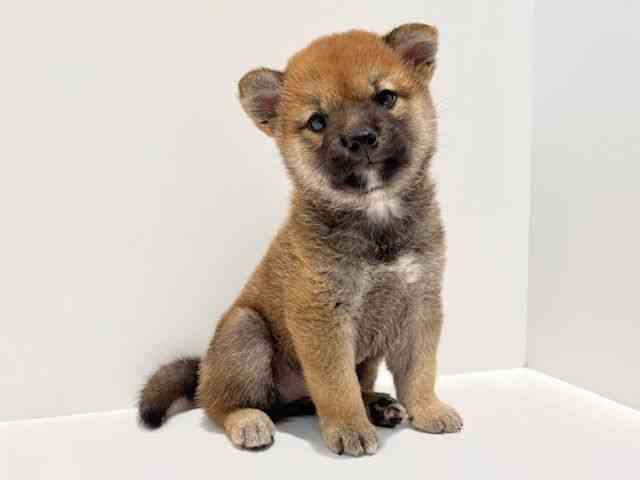 大阪府の柴犬(標準サイズ) (ひごペットフレンドリーイオン高槻店/2025年5月17日生まれ/女の子/赤)の子犬の3枚目の画像