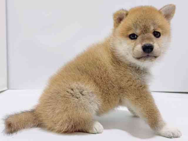大阪府の柴犬(標準サイズ) (ひごペットフレンドリーイズミヤショッピングセンター千里丘店/2025年5月19日生まれ/女の子/赤)の子犬の3枚目の画像