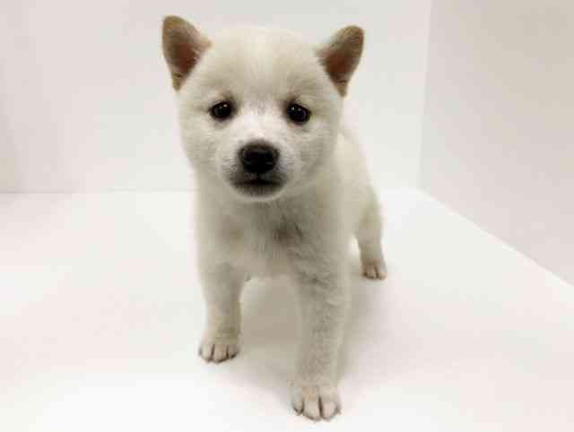 愛知県の柴犬(標準サイズ) (ひごペットフレンドリーイトーヨーカドー知多店/2025年5月17日生まれ/男の子/白)の子犬の3枚目の画像