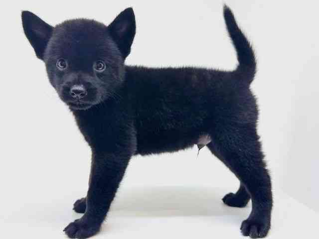広島県の甲斐犬 (ひごペットフレンドリーフジグラン神辺店/2025年5月20日生まれ/男の子/黒虎)の子犬の3枚目の画像