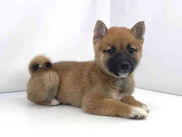 兵庫県の柴犬(標準サイズ) (ひごペットフレンドリーイオンタウン加古川店/2025年5月22日生まれ/女の子/赤)の子犬の3枚目の画像
