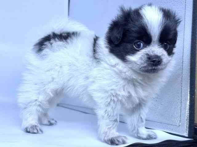 愛知県のハーフ犬・ミックス犬 (ひごペットフレンドリーららぽーと名古屋みなとアクルス店/2025年5月31日生まれ/男の子/パーティーカラー)の子犬の3枚目の画像