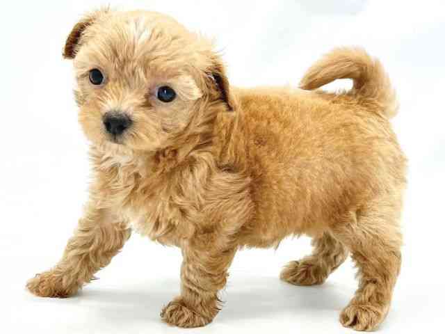 大阪府のハーフ犬・ミックス犬 (ひごペットフレンドリーイトーヨーカドー津久野店/2025年5月29日生まれ/男の子/クリーム)の子犬の3枚目の画像