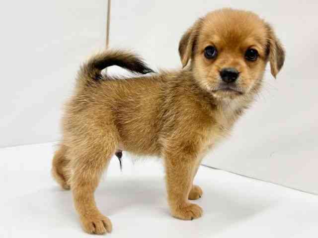 大阪府のハーフ犬・ミックス犬 (ひごペットフレンドリーイオンタウン茨木太田店/2025年6月3日生まれ/男の子/フォーン)の子犬の3枚目の画像