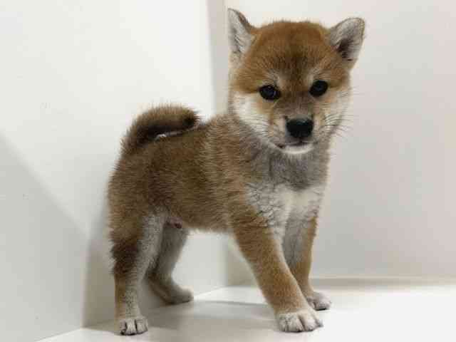 奈良県の柴犬(標準サイズ) (ひごペットフレンドリーイオンモール橿原ウエストビレッジ店/2025年6月7日生まれ/男の子/赤)の子犬の3枚目の画像