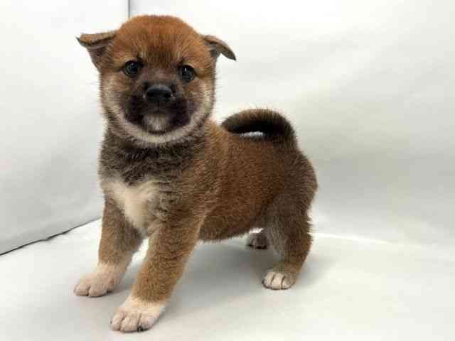 大阪府の柴犬(標準サイズ) (ひごペットフレンドリー東淀川店/2025年6月7日生まれ/男の子/赤)の子犬の3枚目の画像