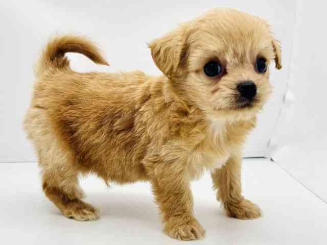 兵庫県のハーフ犬・ミックス犬 (ひごペットフレンドリークラウンパーク伊丹店/2025年5月29日生まれ/男の子/クリーム)の子犬の3枚目の画像
