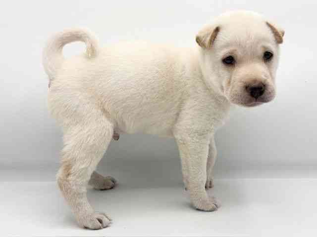 大阪府のハーフ犬・ミックス犬 (ひごペットフレンドリーららぽーとEXPOCITY店/2025年6月7日生まれ/男の子/ホワイト)の子犬の3枚目の画像