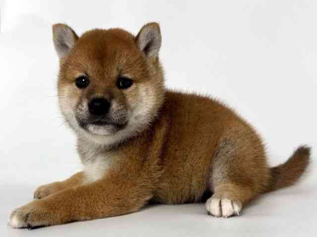 大阪府の柴犬(標準サイズ) (ひごペットフレンドリーアクロスプラザ住之江店/2025年6月8日生まれ/男の子/赤)の子犬の3枚目の画像