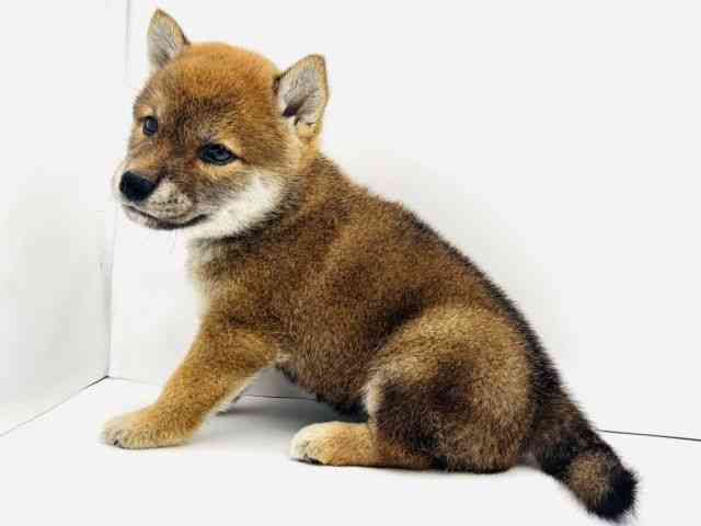 兵庫県の柴犬(標準サイズ) (ひごペットフレンドリークラウンパーク伊丹店/2025年6月6日生まれ/女の子/赤)の子犬の3枚目の画像