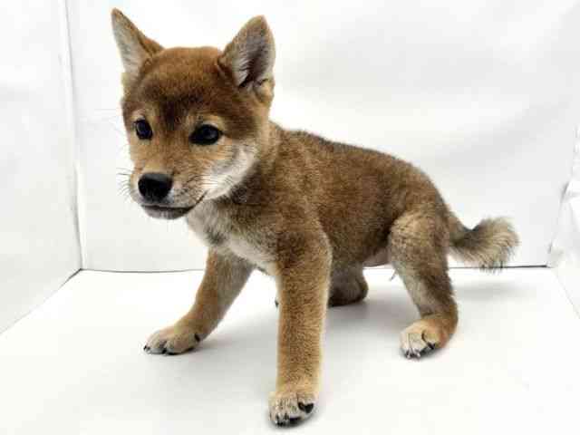 兵庫県の柴犬(標準サイズ) (ひごペットフレンドリークラウンパーク伊丹店/2025年6月6日生まれ/女の子/赤)の子犬の3枚目の画像