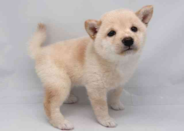 鳥取県の柴犬(標準サイズ) (ひごペットフレンドリーイオンモール鳥取北店/2025年6月8日生まれ/女の子/白)の子犬の3枚目の画像