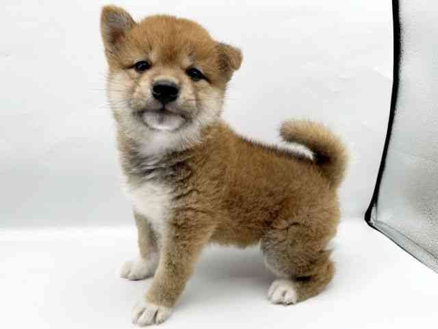 奈良県の柴犬(標準サイズ) (ひごペットフレンドリートナリエ大和高田店/2025年6月8日生まれ/男の子/赤)の子犬の3枚目の画像