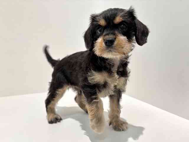大阪府のハーフ犬・ミックス犬 (ひごペットフレンドリーイオン高槻店/2025年6月10日生まれ/女の子/ブラックタンホワイト)の子犬の3枚目の画像