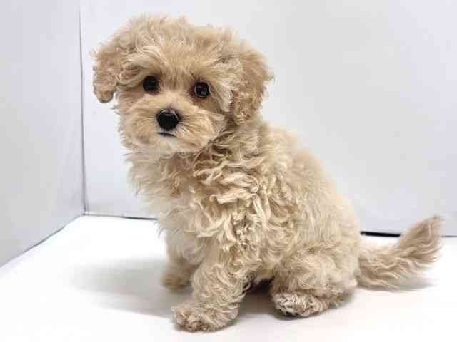 奈良県のハーフ犬・ミックス犬 (ひごペットフレンドリー奈良パワーシティ店/2025年6月11日生まれ/女の子/アプリコット)の子犬の3枚目の画像