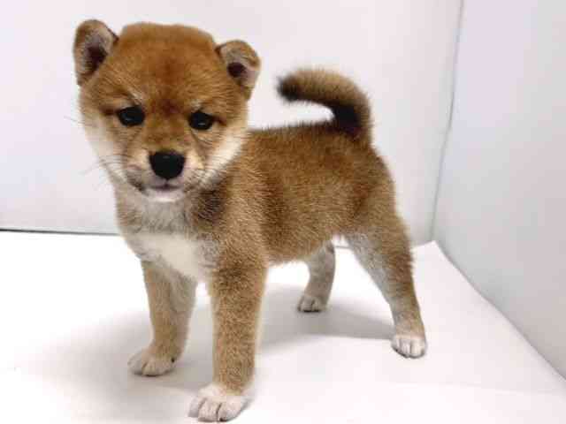 奈良県の柴犬(標準サイズ) (ひごペットフレンドリー奈良パワーシティ店/2025年6月14日生まれ/女の子/赤)の子犬の3枚目の画像