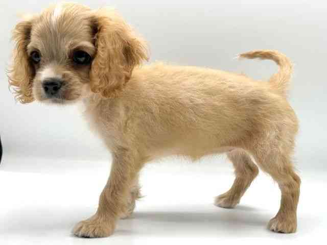 愛知県のハーフ犬・ミックス犬 (ひごペットフレンドリープライムツリー赤池店/2025年6月15日生まれ/女の子/クリーム)の子犬の3枚目の画像