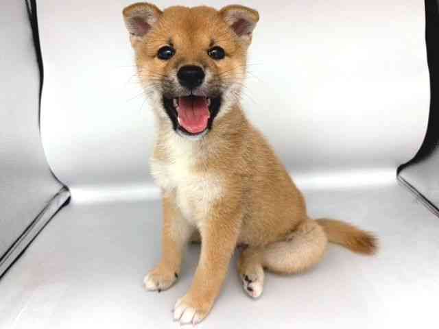 大阪府の柴犬(標準サイズ) (ひごペットフレンドリー岸和田店/2025年6月13日生まれ/男の子/赤)の子犬の3枚目の画像