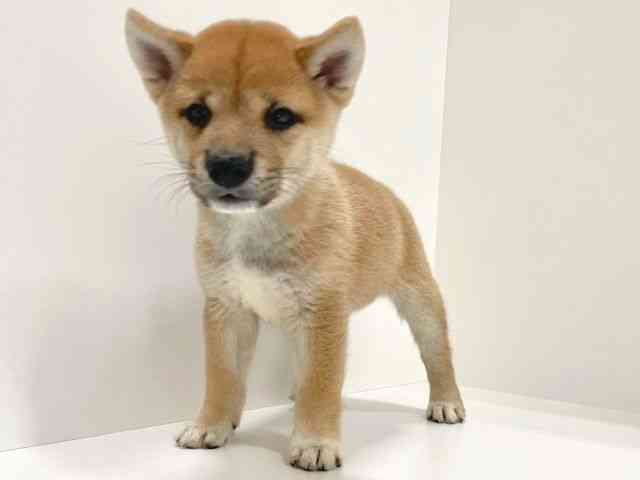 兵庫県の柴犬(標準サイズ) (ひごペットフレンドリーイトーヨーカドー明石店/2025年6月15日生まれ/男の子/赤)の子犬の3枚目の画像