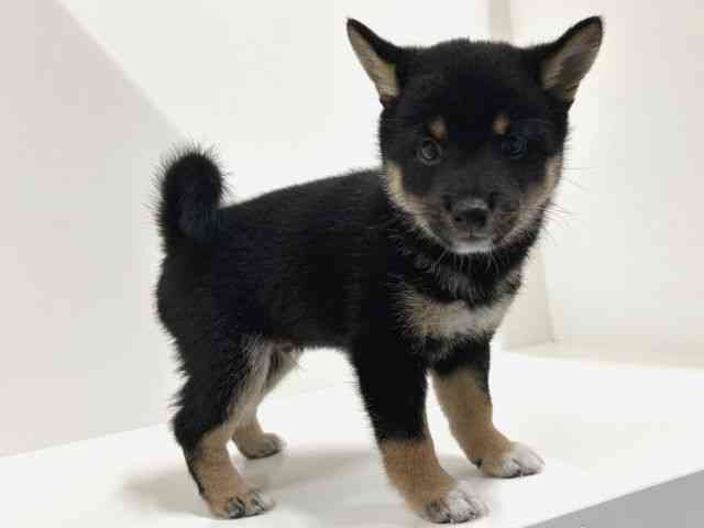 奈良県の柴犬(標準サイズ) (ひごペットフレンドリーイオンモール橿原ウエストビレッジ店/2025年6月17日生まれ/男の子/黒)の子犬の3枚目の画像