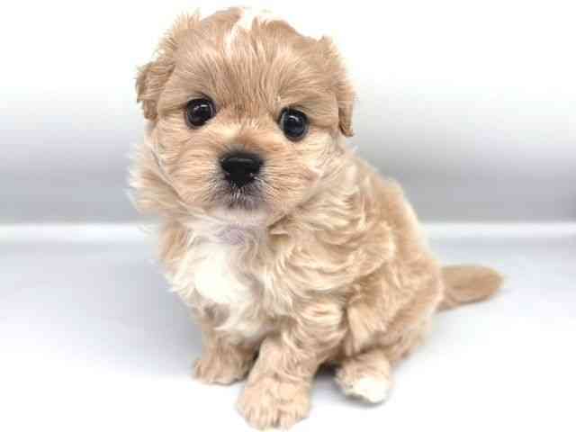 大阪府のハーフ犬・ミックス犬 (ひごペットフレンドリー岸和田店/2025年6月19日生まれ/男の子/クリーム)の子犬の3枚目の画像