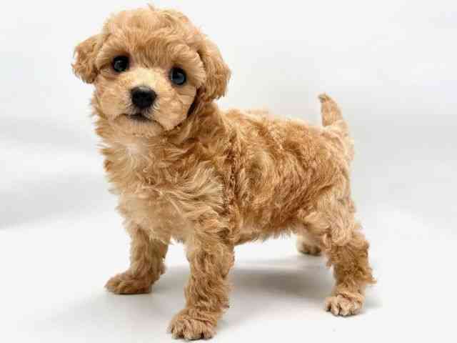 大阪府のハーフ犬・ミックス犬 (ひごペットフレンドリー東淀川店/2025年6月21日生まれ/女の子/アプリコット)の子犬の3枚目の画像