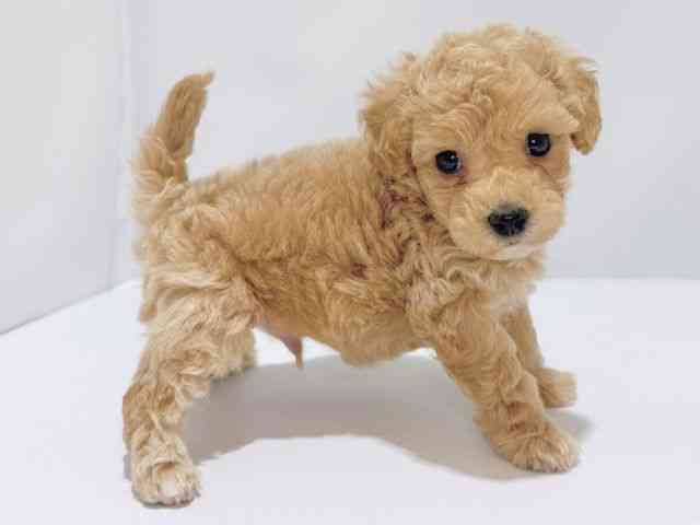 大阪府のハーフ犬・ミックス犬 (ひごペットフレンドリーイズミヤショッピングセンター千里丘店/2025年6月21日生まれ/男の子/アプリコット)の子犬の3枚目の画像