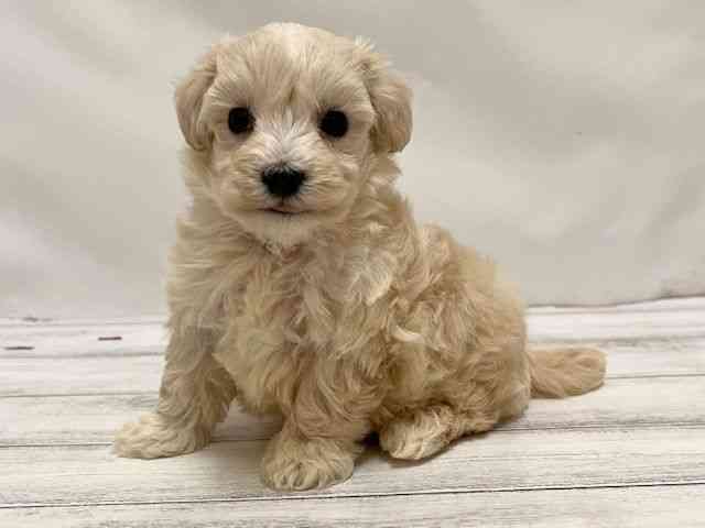 和歌山県のハーフ犬・ミックス犬 (ひごペットフレンドリーパームシティ和歌山店/2025年6月22日生まれ/女の子/クリーム)の子犬の3枚目の画像