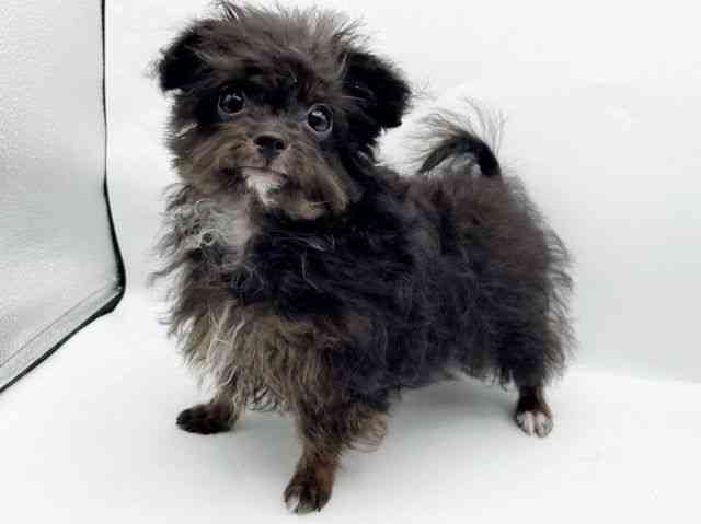 奈良県のチワプー/プーチー(チワワ×プードル) (ひごペットフレンドリートナリエ大和高田店/2025年6月18日生まれ/男の子/ブラックホワイト)の子犬の3枚目の画像