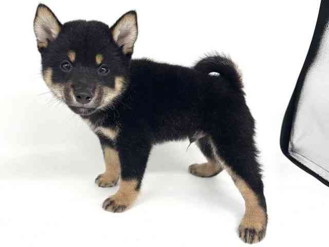 大阪府の柴犬(標準サイズ) (ひごペットフレンドリー瓜破店/2025年6月23日生まれ/男の子/黒)の子犬の3枚目の画像