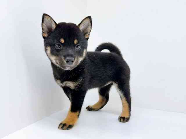 広島県の柴犬(標準サイズ) (ひごペットフレンドリーフジグラン神辺店/2025年6月23日生まれ/女の子/黒)の子犬の3枚目の画像