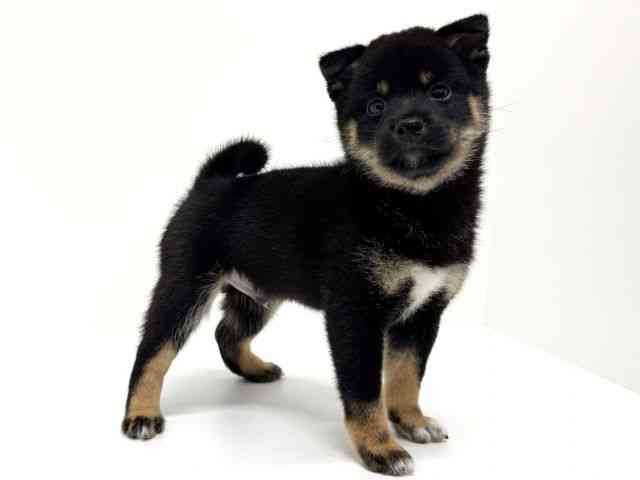 大阪府の柴犬(標準サイズ) (ひごペットフレンドリーくずはモール店/2025年6月25日生まれ/男の子/黒)の子犬の3枚目の画像