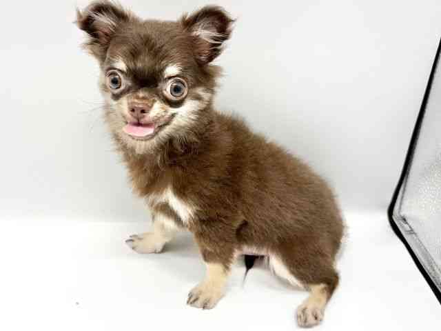 大阪府のチワワ(ロング) (ひごペットフレンドリーイオンタウン豊中庄内店/2025年6月29日生まれ/男の子/チョコレートタン)の子犬の3枚目の画像