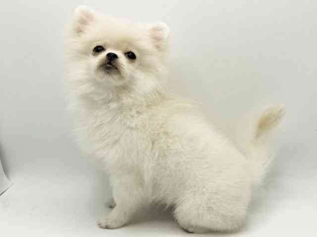 大阪府のペキポメ/ポメペキ(ペキニーズ×ポメラニアン) (ひごペットフレンドリーみのおキューズモール店/2025年6月30日生まれ/女の子/ホワイト)の子犬の3枚目の画像